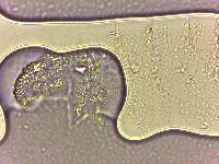 Calohypsibius ornatus image