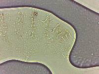 Calohypsibius ornatus image