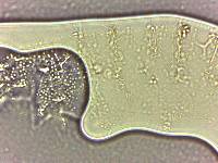 Calohypsibius ornatus image