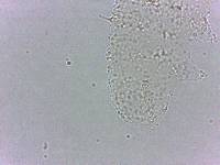 Calohypsibius ornatus image