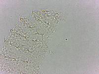 Calohypsibius ornatus image
