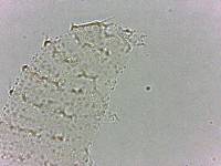Calohypsibius ornatus image