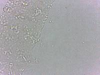 Calohypsibius ornatus image