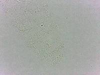 Calohypsibius ornatus image