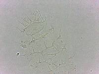 Calohypsibius ornatus image