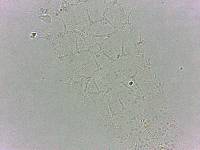 Calohypsibius ornatus image