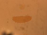 Calohypsibius ornatus image
