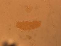 Calohypsibius ornatus image