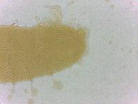 Calohypsibius ornatus image