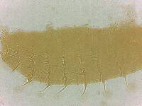Calohypsibius ornatus image