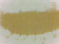 Calohypsibius ornatus image
