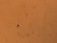 Calohypsibius ornatus image