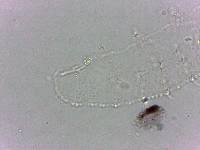 Calohypsibius ornatus image