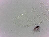 Calohypsibius ornatus image