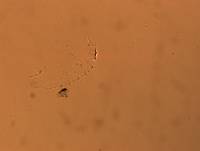 Calohypsibius ornatus image