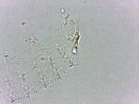 Calohypsibius ornatus image