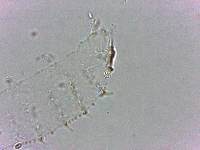 Calohypsibius ornatus image