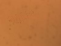 Calohypsibius ornatus image