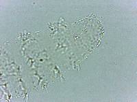 Calohypsibius ornatus image
