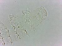 Calohypsibius ornatus image