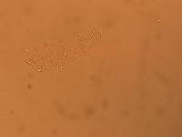 Calohypsibius ornatus image