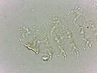 Calohypsibius ornatus image