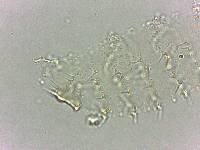 Calohypsibius ornatus image