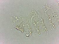 Calohypsibius ornatus image