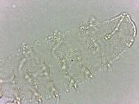 Calohypsibius ornatus image