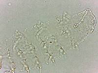 Calohypsibius ornatus image