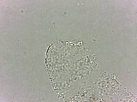 Calohypsibius ornatus image