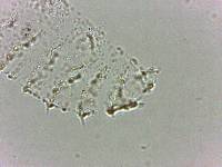 Calohypsibius ornatus image