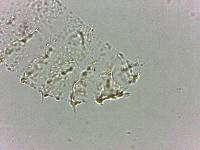 Calohypsibius ornatus image