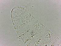 Calohypsibius ornatus image