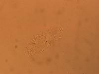 Calohypsibius ornatus image