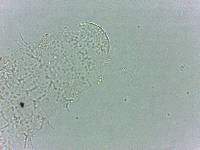 Calohypsibius ornatus image