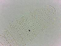 Calohypsibius ornatus image