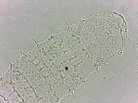 Calohypsibius ornatus image