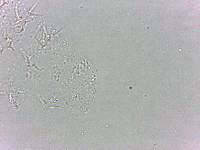 Calohypsibius ornatus image