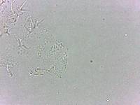 Calohypsibius ornatus image