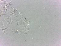 Calohypsibius ornatus image