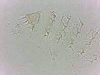 Calohypsibius ornatus image