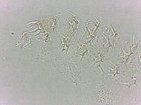 Calohypsibius ornatus image