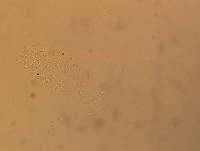 Calohypsibius ornatus image