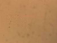Calohypsibius ornatus image