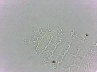 Calohypsibius ornatus image