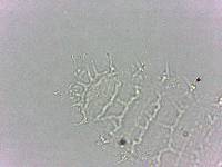 Calohypsibius ornatus image