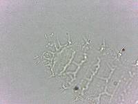 Calohypsibius ornatus image