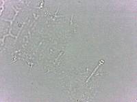 Calohypsibius ornatus image