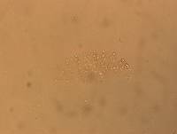 Calohypsibius ornatus image